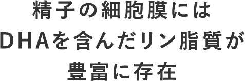 精子の細胞膜にはDHAを含んだリン脂質が豊富に存在していることがわかっています。