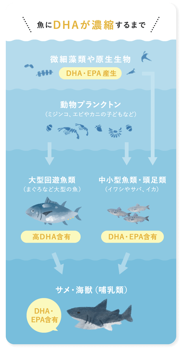 魚にDHAが濃縮するまで