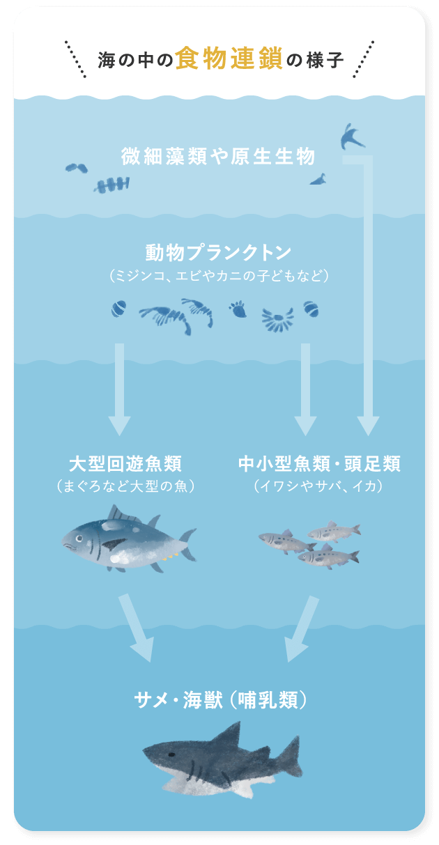 海の中の食物連鎖