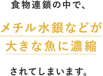 食物連鎖の中で、メチル水銀などが大きな魚に濃縮されてしまいます。