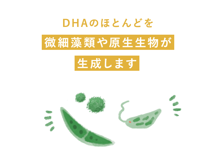 DHAのほとんどを微細藻類や原生生物が生成します